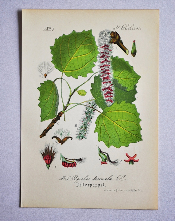 Stampa Aspen Stampa Botanica Antica Originale 1880s - Etsy Italia