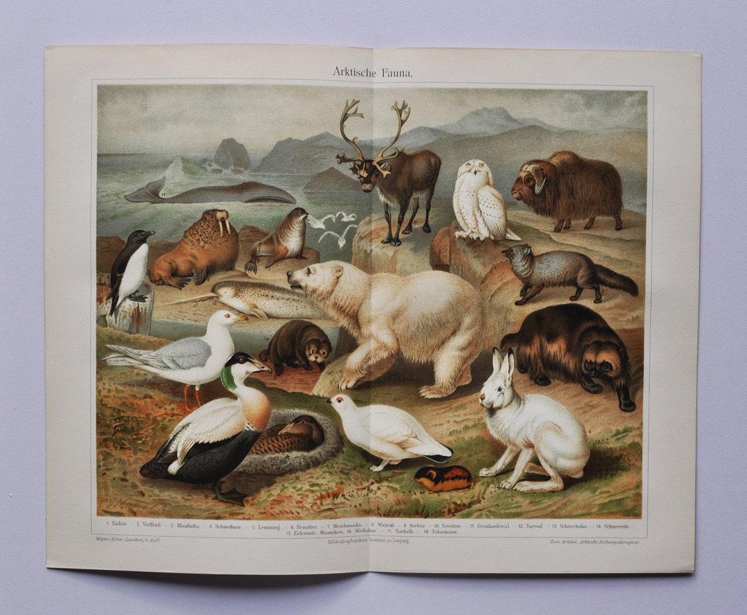 Arctic Wildlife Original Antique Animal Print 1906 Etsy