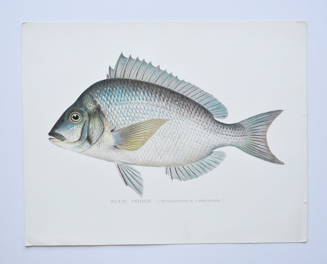 Scup / Original Antique Fish Print Stenotomus Etsy