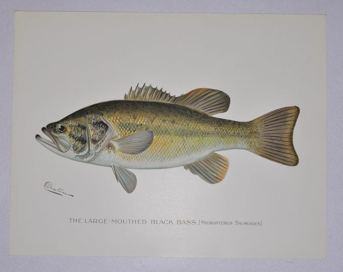 Large-Mouthed Black Bass - Original Antique Fish Print - Micropterus Salmoides - 1902 Sherman Foote Denton (fly fishing new york lure rod)