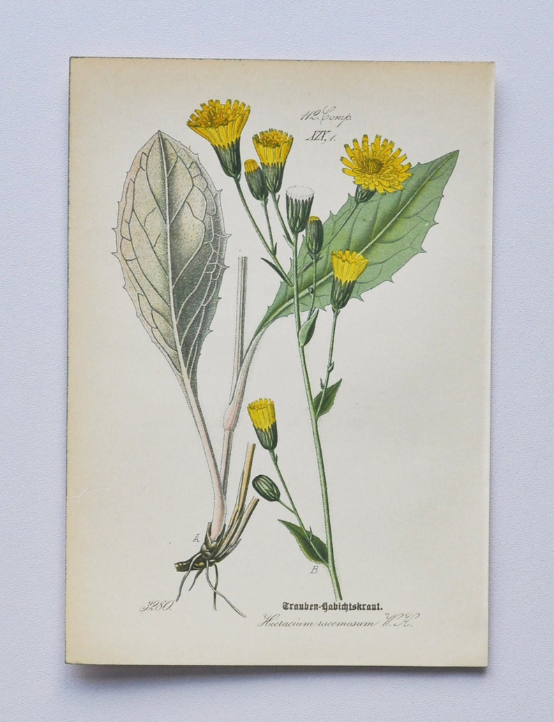 Hawkweed Print Original Antique Botanical Print 1880s Hieracium racemosum plant flower seed garden yellow green hierakion dandelion image 1