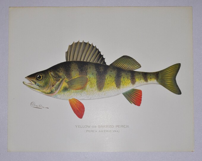 Yellow or Barred Perch - Original Antique Fish Print - Perca Americana - 1902 Sherman Foote Denton,fly,fishing,poster,plate,new york,NY