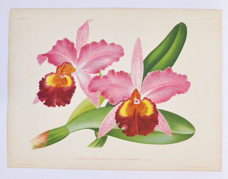 Cattleya hardyana laversinensis Original Large Antique Orchid Print 1880s orchidaceae,botanical,botany,plant,flower,linden,orchidee image 1