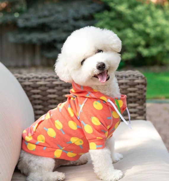 cute dog jackets
