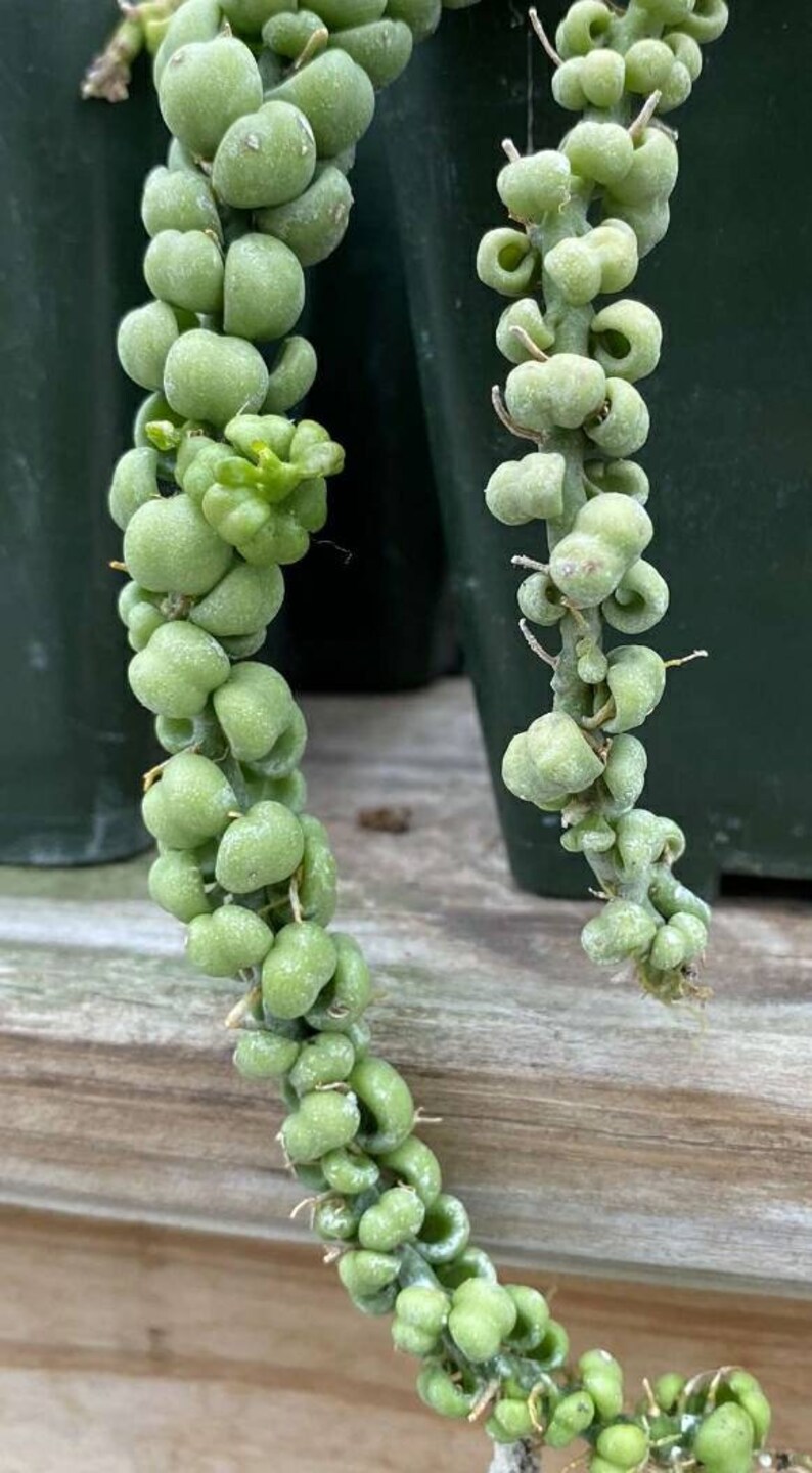 Crazy cool dragon jade plant easy care for green trailing Etsy