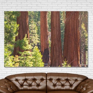 Sequoia Wall Art, Sequoia Forest Art, Giant Sequoias Forest Art Canvas Print, Sequoia National Park California Art Decor, Big Trees Wall Art