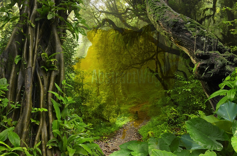 Jungle Jungle Photo Poster Print on Canvas Tropical Forest Etsy