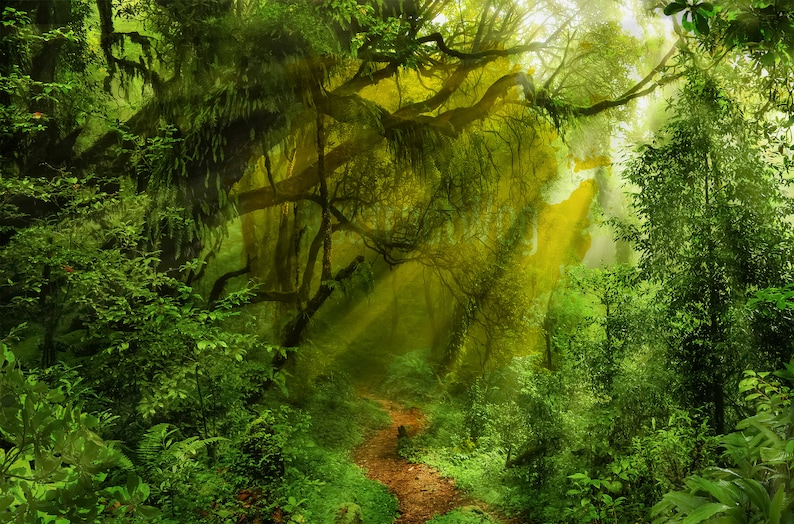 Jungles Jungle Photo Poster Print on Canvas Tropical Forest Etsy