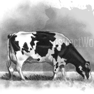 May include: Black and white cow grazing in a field of grass. The cow is facing the left side of the image and has black spots on a white background.