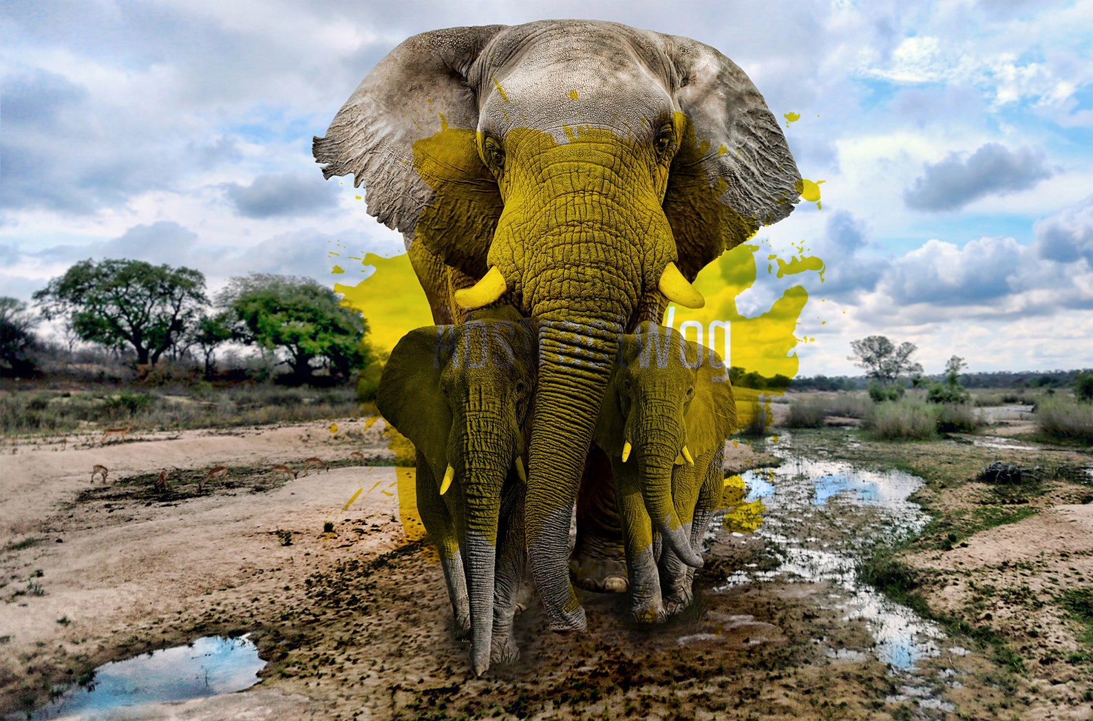 Elephants Africa Beautiful Elephants Photo Poster Print Etsy
