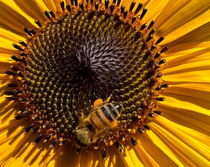 Super Sunflower
