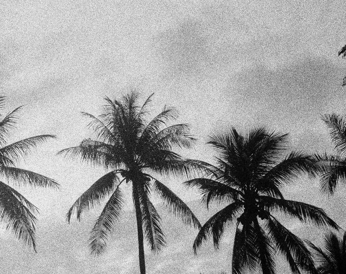 Tall Palms Black and White