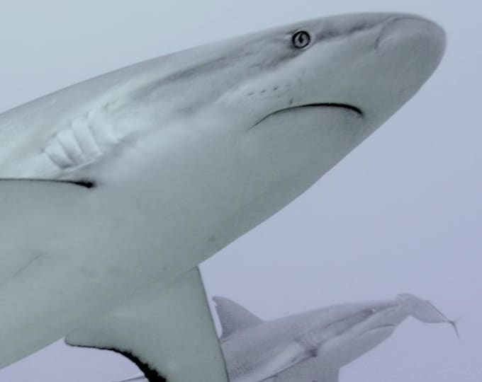 Roatan Reef Shark