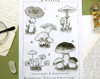 Fungi - Print