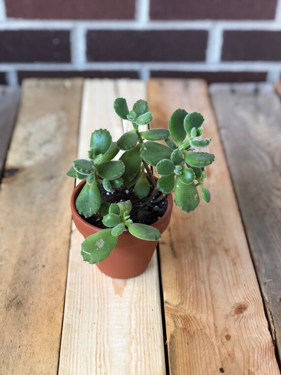 Bear Paw Succulent Cutting For Propagation - Live Plant