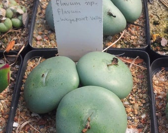 Conophytum Flavum ssp Flavum Graines (10 pièces)