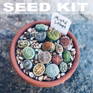 Flowering Stones Seed Kit | Lithops Seed Mix, Rare Lithops Seeds, Rare Succulent Seeds, Colorful Lithops Mix, Lithops Plants, Butt Plants