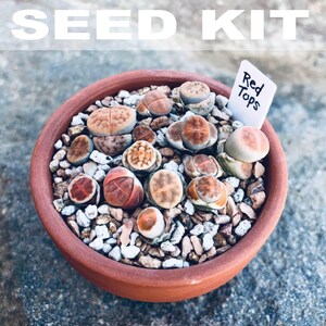 Flowering Stones Seed Kit | Lithops Seed Mix, Rare Lithops Seeds, Rare Succulent Seeds, Colorful Lithops Mix, Lithops Plants, Butt Plants