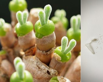 Bunny Ears Succulent Seeds (20 count) - Monilaria Moniliformis