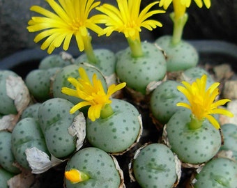 Graines de Conophytum Flavum ssp Novicium (10 unités)