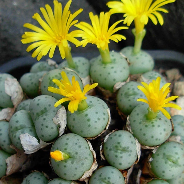 Conophytum Flavum ssp Novicium Seeds (10 count)