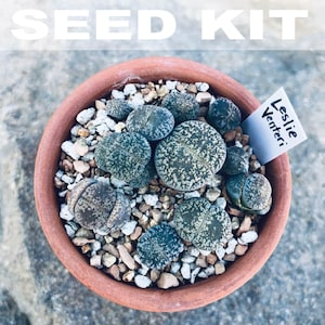Flowering Stones Seed Kit | Lithops Seed Mix, Rare Lithops Seeds, Rare Succulent Seeds, Lithops Mix, Lithops Plants, Butt Plants, Lesliei