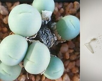 Tournesol Conophytum (10 graines) - Succulentes