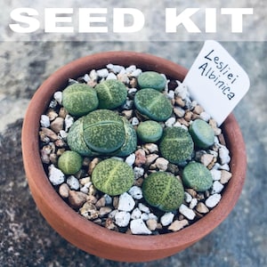 Flowering Stones Seed Kit | Lithops Seed Mix, Rare Lithops Seeds, Rare Succulent Seeds, Colorful Lithops Mix, Lithops Plants, Butt Plants