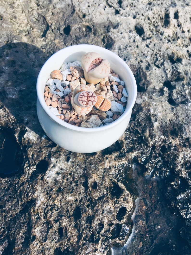 Mélange granuleux de qualité supérieure pour lithops, conophytum et autres plantes succulentes image 5