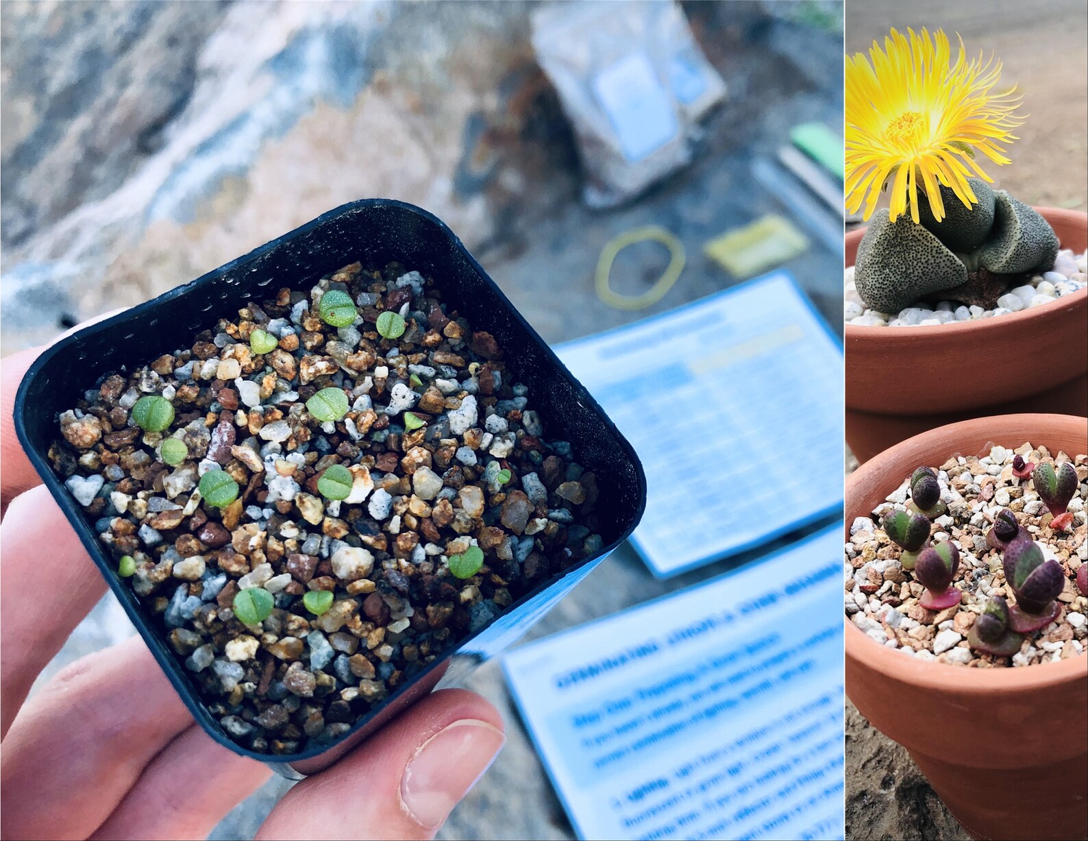 Split Rock Seed Kit includes Pot Soil Seeds Instructions Etsy