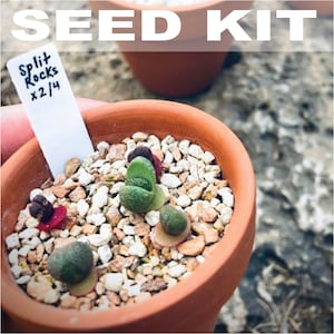 Rare Succulent Seed Starter Kit | Pleiospilos Nelii, Flowering Succulent, Houseplant Seeds, Mesembs, Split Rock Plant Succulent, Royal Flush