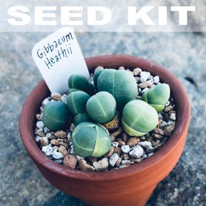 Rare Succulent Seed Starter Kit | Flowering Succulent, Houseplant Seeds, Butt Plant, Mesembs, Flowering Stones, Gibbaeum, Flowering Stones