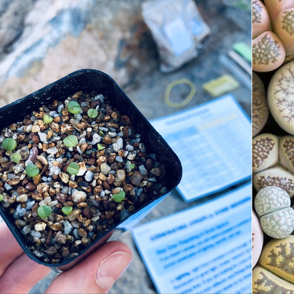 Mixed Lithops Seed Kit (includes pot, soil, seeds, instructions, etc.)
