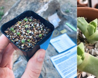 Kit de croissance pour dinosaure (inclut le pot, la terre, les graines, les instructions, etc.) - Odontophorus Nanus Succulent