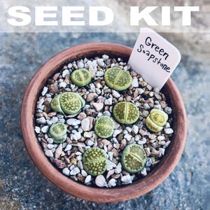 Flowering Stones Seed Kit | Lithops Seed Mix, Rare Lithops Seeds, Rare Succulent Seeds, Colorful Lithops Mix, Lithops Plants, Butt Plants