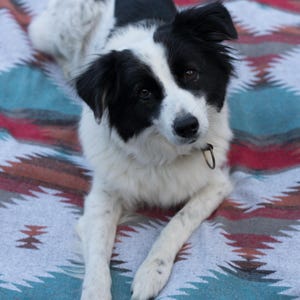 May include: A black and white dog with a short, fluffy coat is lying on a colorful blanket with a geometric pattern. The dog is looking directly at the camera with its head tilted slightly to the side.