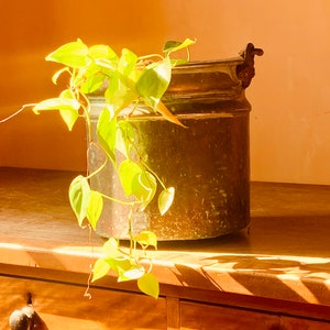 Può includere: Una pianta verde con viti rampicanti che crescono in un grande vaso di rame antico con un manico decorativo. Il vaso è appoggiato su una superficie di legno con due cassetti.