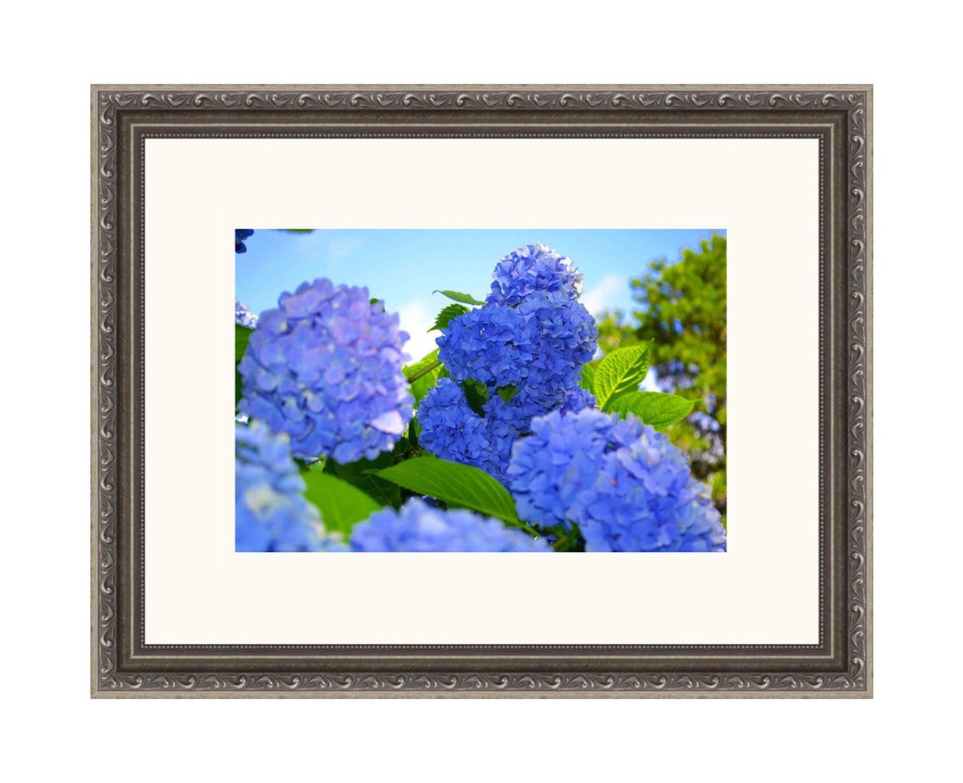 Blue Hydrangea Floral Wall Art Framed Photography Print - 18" X 14 ...