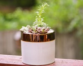 Live Succulent Raised Pot Planter, Gold Succulent Planter, Gold Pot Live Succulents Planter, Cute Planter, Cute Succulents, Succulent Pots