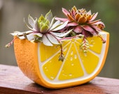 Live Succulent Orange Slice Planter, Orange Succulent Planter, Live Succulents Fruit Planter, Fruit Slice Planter, Cute Succulents, Orange