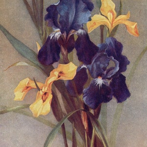 Íris de cartão postal vintage da artista Bertha Maguire
