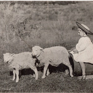 Vintage Post Card Little boy with sheep
