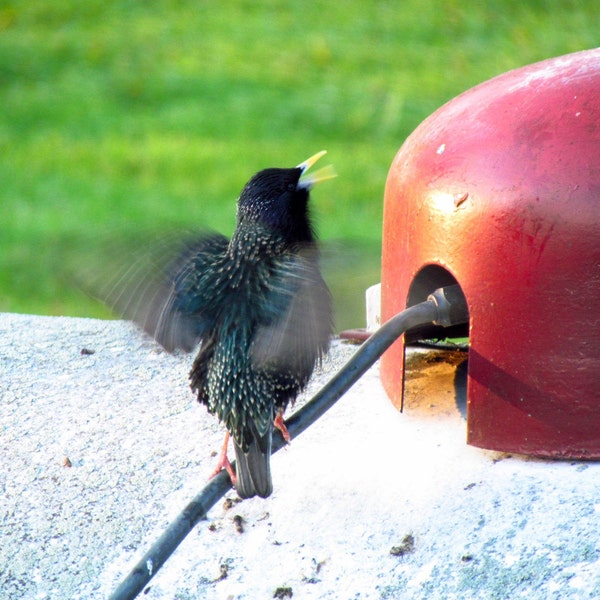 Frustrated with Birds nesting under your propane tank dome