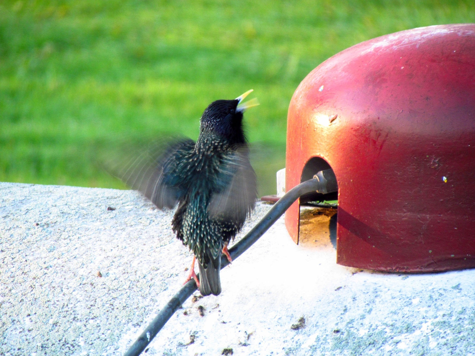 Frustrated With Birds Nesting Under Your Propane Tank Dome Use Promo