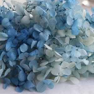 Preserved hydrangea White and blue dried hydrangea, preserved flowers,dried real flowers,preserved hydrangeas,preserved flower，No stem