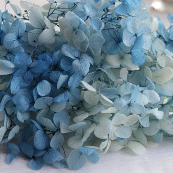 Dried Hydrangeas Etsy