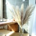 5 PCS Extra large light colored dry reeds plumes，Natural Dried Pampas Grass Decor, Reed Plume, Dry Boho Wedding Flower Arrangement, 