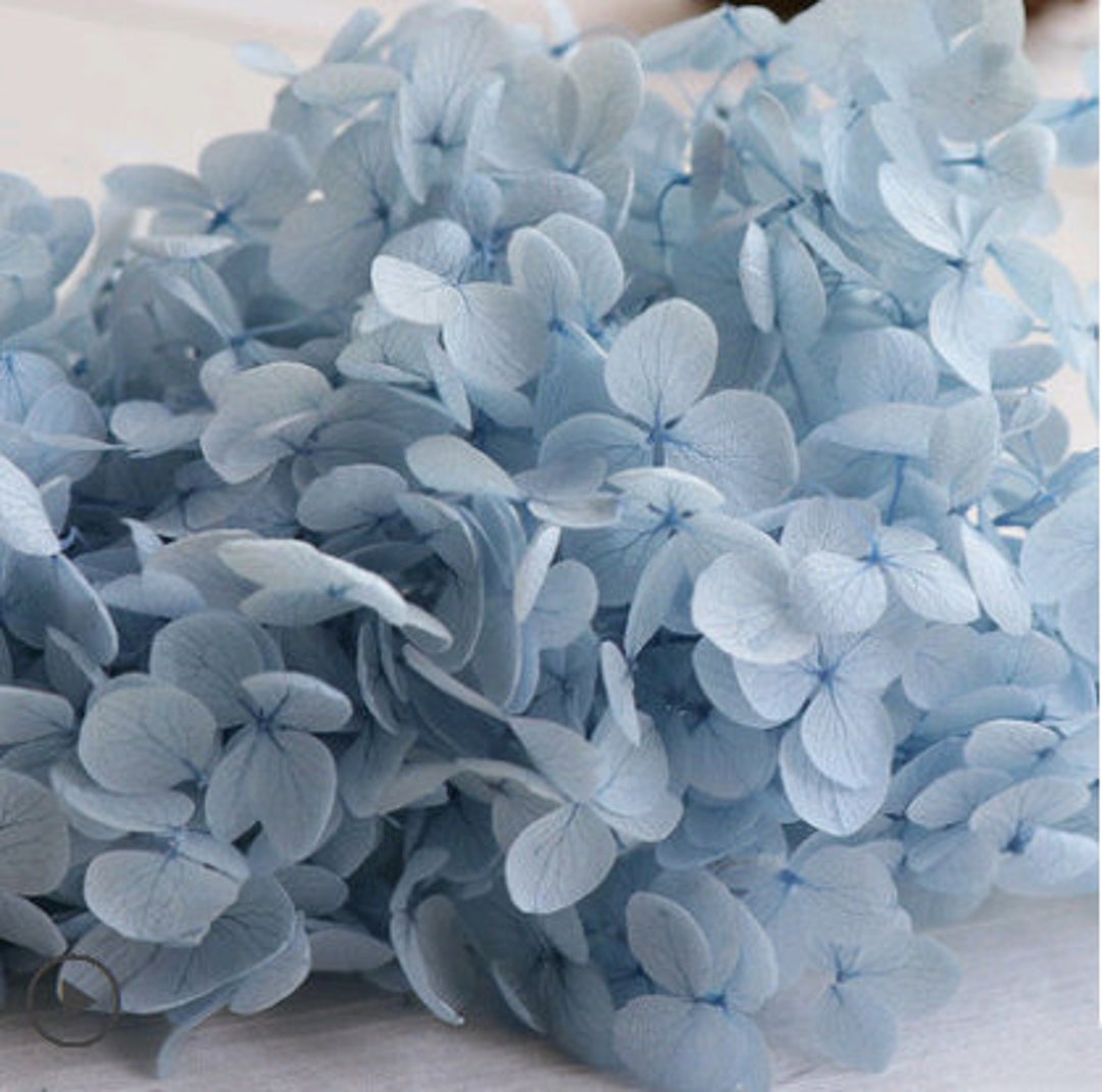 Preserved Hydrangea Baby Blue Dried Hydrangea, Preserved Flowers,dried