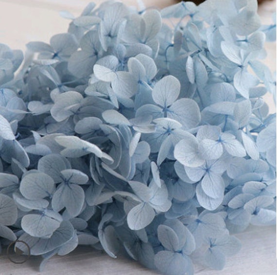 Blue flower preserved dried hydrangea cotton free delivery – Dawn Q. Floral  Design