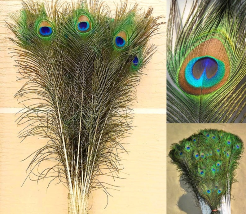 12pcs Peacock Feathers REAL Feathers Natural Feathers Etsy
